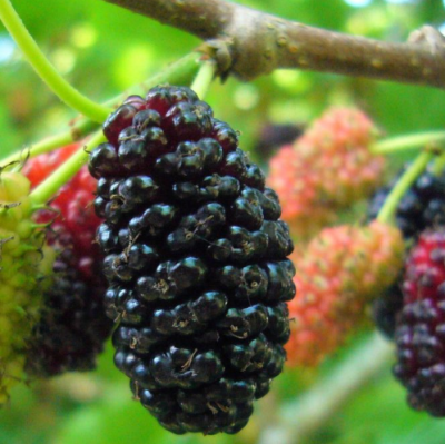 Шелковица черная Жемчужина Шелковица черная Жемчужина фото