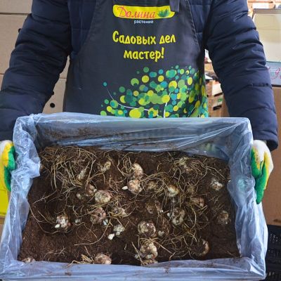 Лилия Розелла Дрим Лилия Розелла Дрим фото