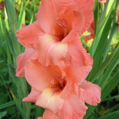 Гладиолус Чателэйн Гладиолус Чателэйн - Dolina-Sad.Ru