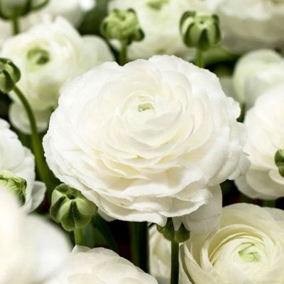 Ранункулюс Уйат Ранункулюс Уйат фото