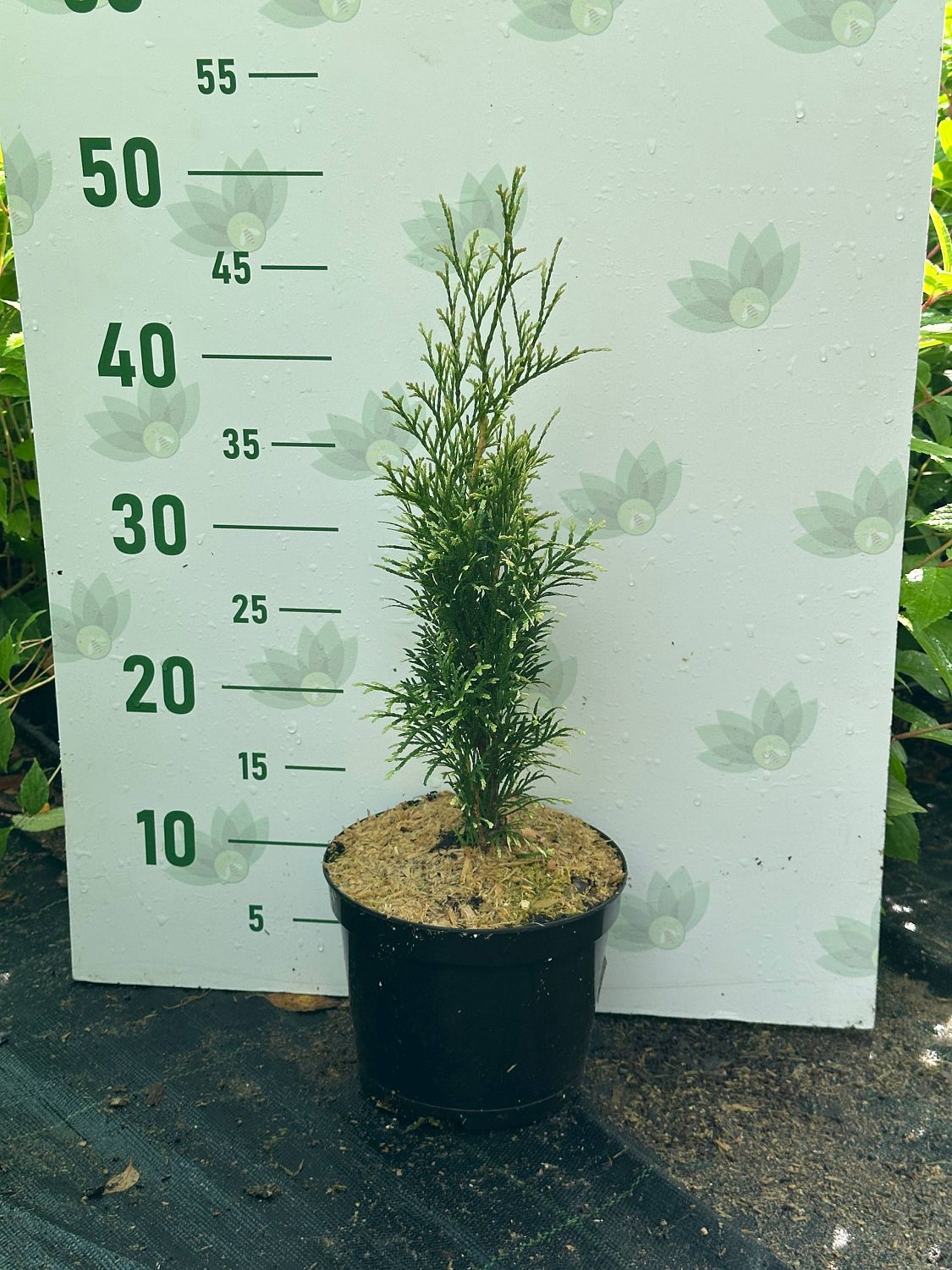 Туя западная Брайт Смарагд, С2 - Dolina-Sad.Ru