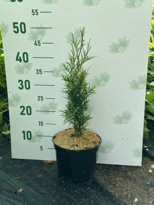 Туя западная Брайт Смарагд, С2 - Dolina-Sad.Ru