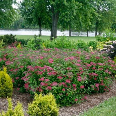 Спирея японская Кантри Ред Спирея японская Кантри Ред - Dolina-Sad.Ru