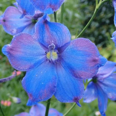 Дельфиниум крупноцветковый Баттерфляй микс Дельфиниум крупноцветковый Баттерфляй микс фото