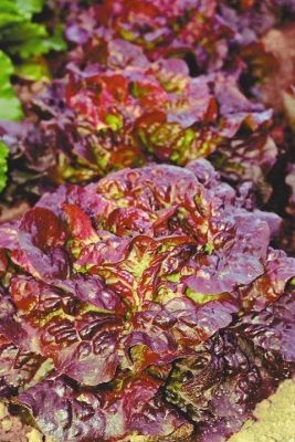 Салат 4 Сезона Кочанный Красный фото