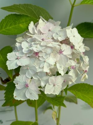 гортензия крупнолистная Мадам Эмиль Мулье фото