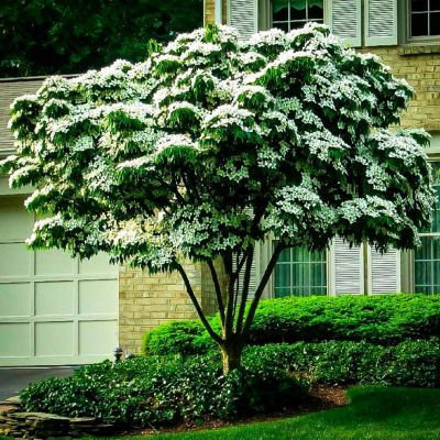 Дерен Коуза Дерен Коуза - Dolina-Sad.Ru