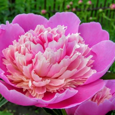 Пион Лондон Пион Лондон - Dolina-Sad.Ru