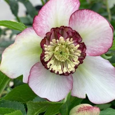 Морозник Анемон Пикоти Ред - Dolina-Sad.Ru