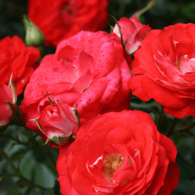 Роза Плантен Ун Бломен Роза Плантен Ун Бломен фото