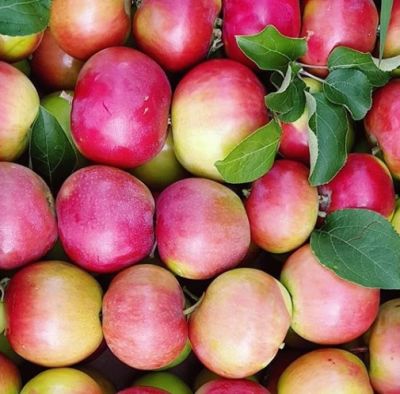 Яблоня Женева/Летняя Яблоня Женева/Летняя фото