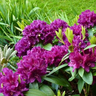 Рододендрон Азурро - Dolina-Sad.Ru