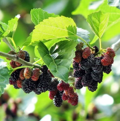 Шелковица черная Жемчужина Шелковица черная Жемчужина фото