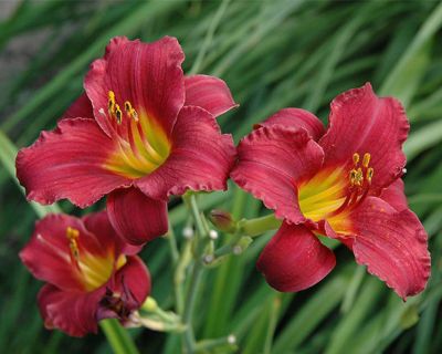 Лилейник Хей Зе Лилейник Хей Зе фото