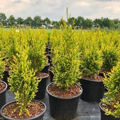 Туя западная Брайт Смарагд, С2 - Dolina-Sad.Ru