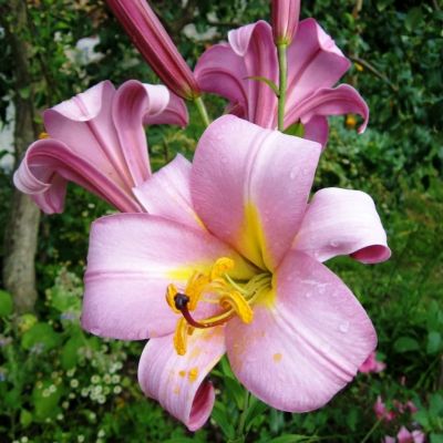 Лилия Перфекшн Пинк Лилия Перфекшн Пинк фото