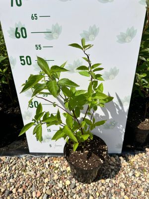 Дерен белый, С3 - Dolina-Sad.Ru