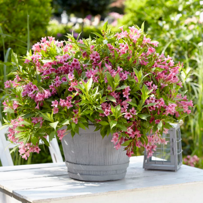 Вейгела цветущая Пикобелла Роза фото