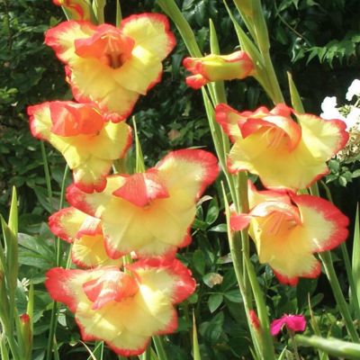 Гладиолус Лас Вегас Гладиолус Лас Вегас - Dolina-Sad.Ru