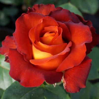 Роза Кофе Брейк Роза Кофе Брейк - Dolina-Sad.Ru