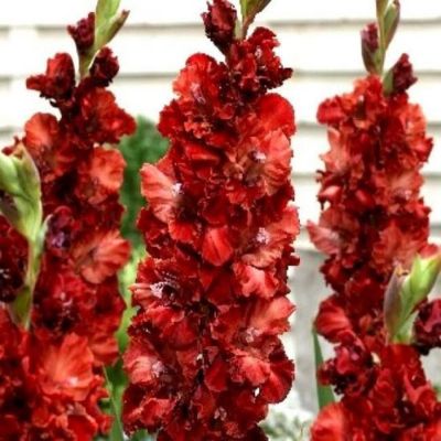 Гладиолус Омск - Dolina-Sad.Ru