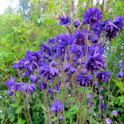 Аквилегия махровая Блу Барлоу - Dolina-Sad.Ru