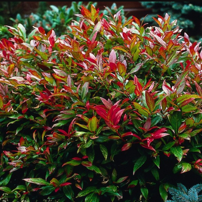 Леукотоэ Кейски Роял Руби Леукотоэ Кейски Роял Руби фото