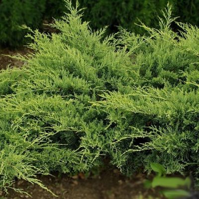 Можжевельник виргинский Голден Спринг Можжевельник виргинский Голден Спринг фото