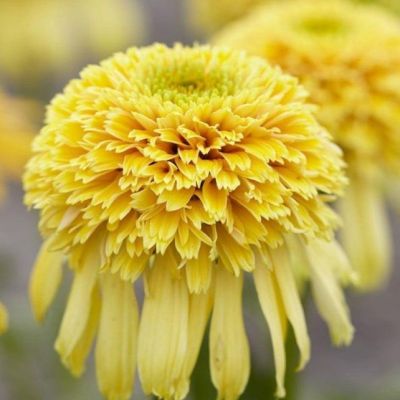 Эхинацея Лемон Дроп Эхинацея Лемон Дроп фото