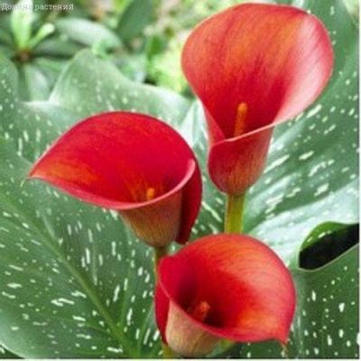 Калла Ред Алерт Калла Ред Алерт фото