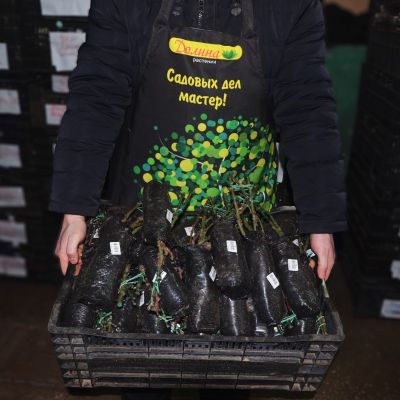 Роза Барбара Хендрикс Роза Барбара Хендрикс фото