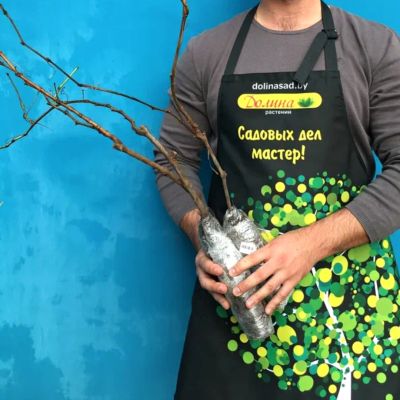 Виноград Богатяновский Виноград Богатяновский - Dolina-Sad.Ru