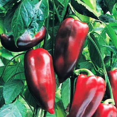 Перец Крепыш Н11 фото