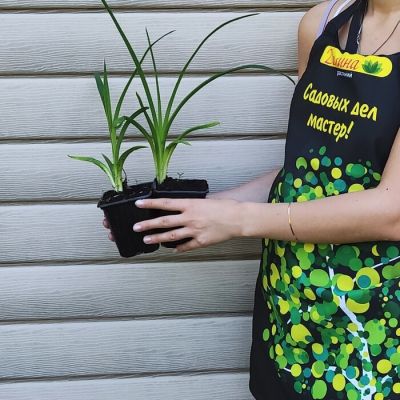 Лилейник Хей Зе Лилейник Хей Зе фото