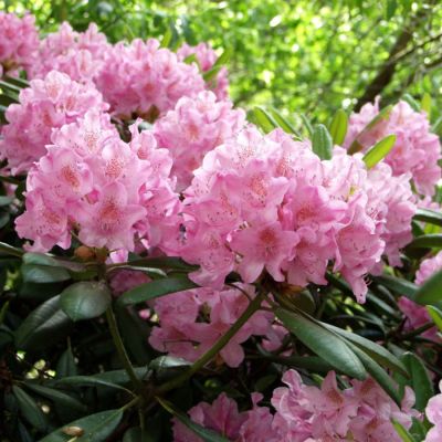 Рододендрон Хельсинский Университет Рододендрон Хельсинский Университет - Dolina-Sad.Ru