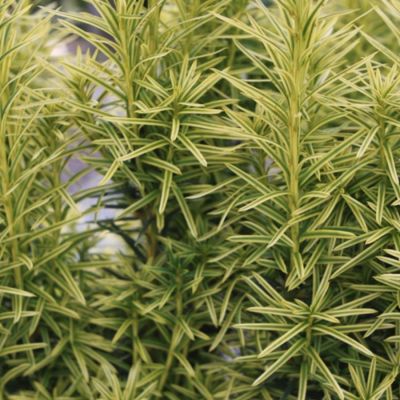 Тис средний Стефания - Dolina-Sad.Ru