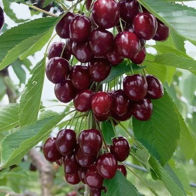 Вишня Колоновидная Вишня Колоновидная фото