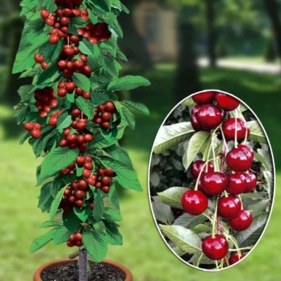 Черешня Колоновидная фото