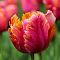 Тюльпан Эмейзинг Пэррот Тюльпан Эмейзинг Пэррот фото