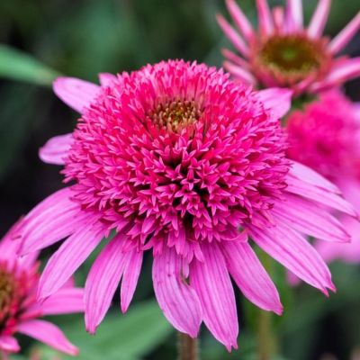 Эхинацея пурпурная Пинк Дубль Делайт - Dolina-Sad.Ru