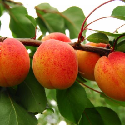 Абрикос Венгерский Абрикос Венгерский - Dolina-Sad.Ru