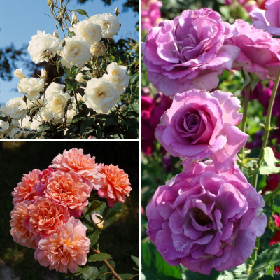 Комплект Плетистых Роз Комплект Плетистых Роз - Dolina-Sad.Ru