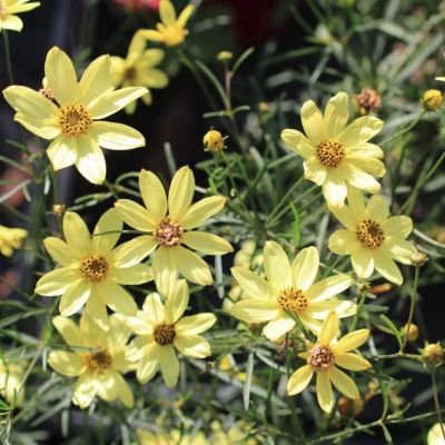 Кореопсис Мунбим Кореопсис Мунбим - Dolina-Sad.Ru