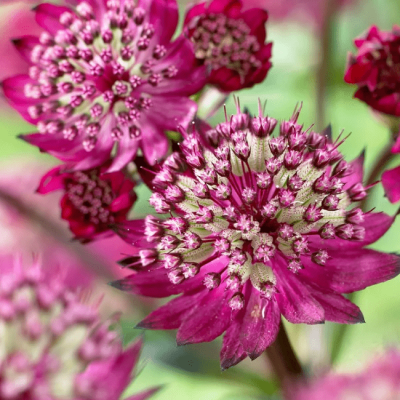 Астранция Мулен Руж , x фото