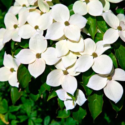 Дерен Коуза Дерен Коуза - Dolina-Sad.Ru