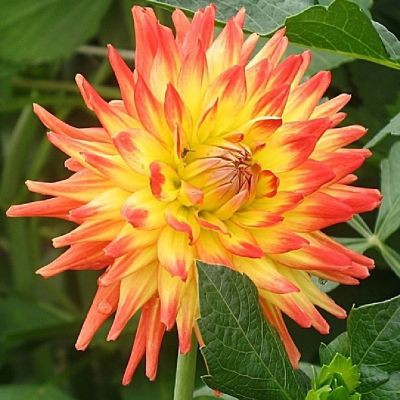 Георгина Шпасмахер - Dolina-Sad.Ru