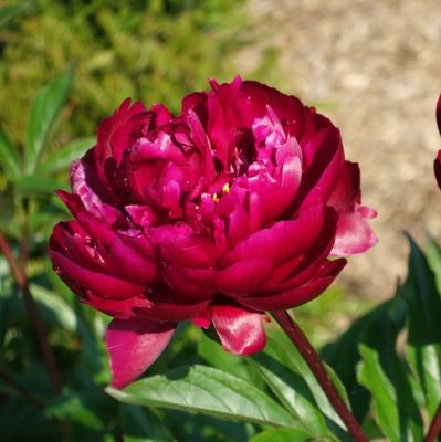 Пион Питер Бранд фото