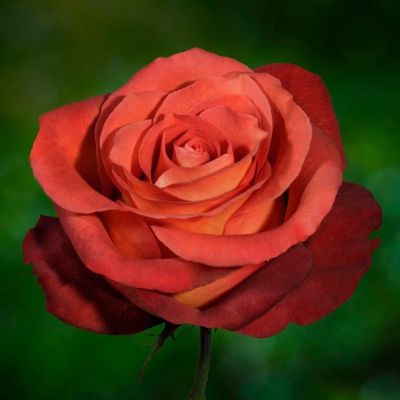 Роза Кофе Брейк Роза Кофе Брейк - Dolina-Sad.Ru