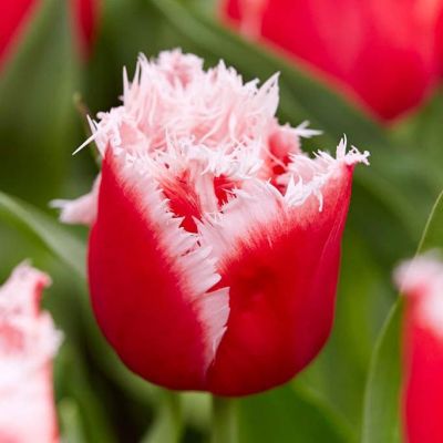 Тюльпан Нью Санта Тюльпан Нью Санта фото