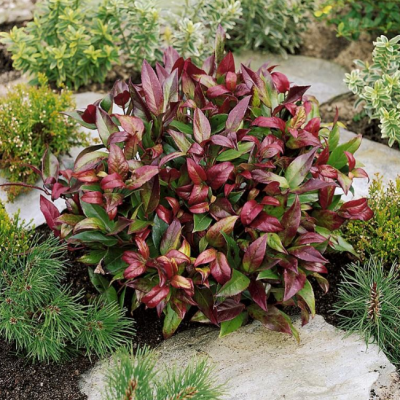 Леукотоэ Кейски Роял Руби Леукотоэ Кейски Роял Руби фото